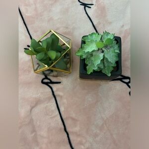 2 Pc Plant Home Decor Set